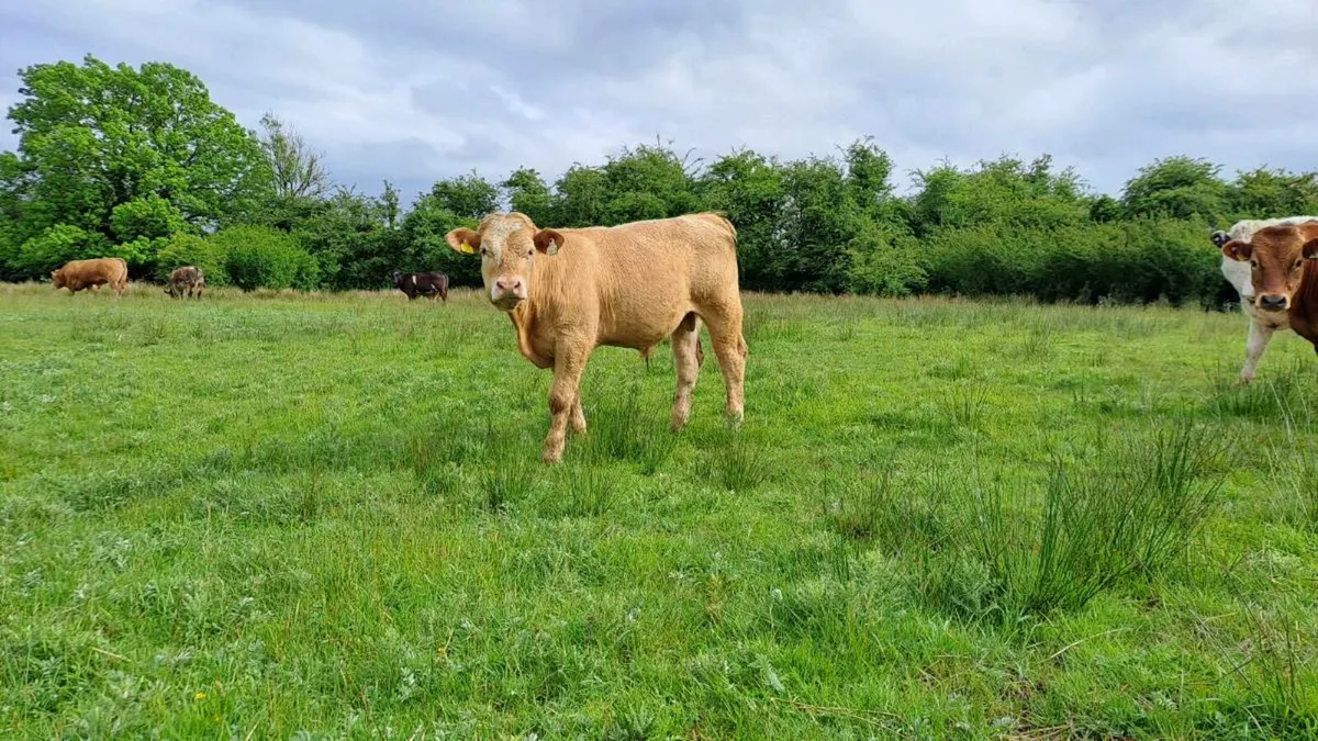 Organic cattle Elphin Mart - Image 3
