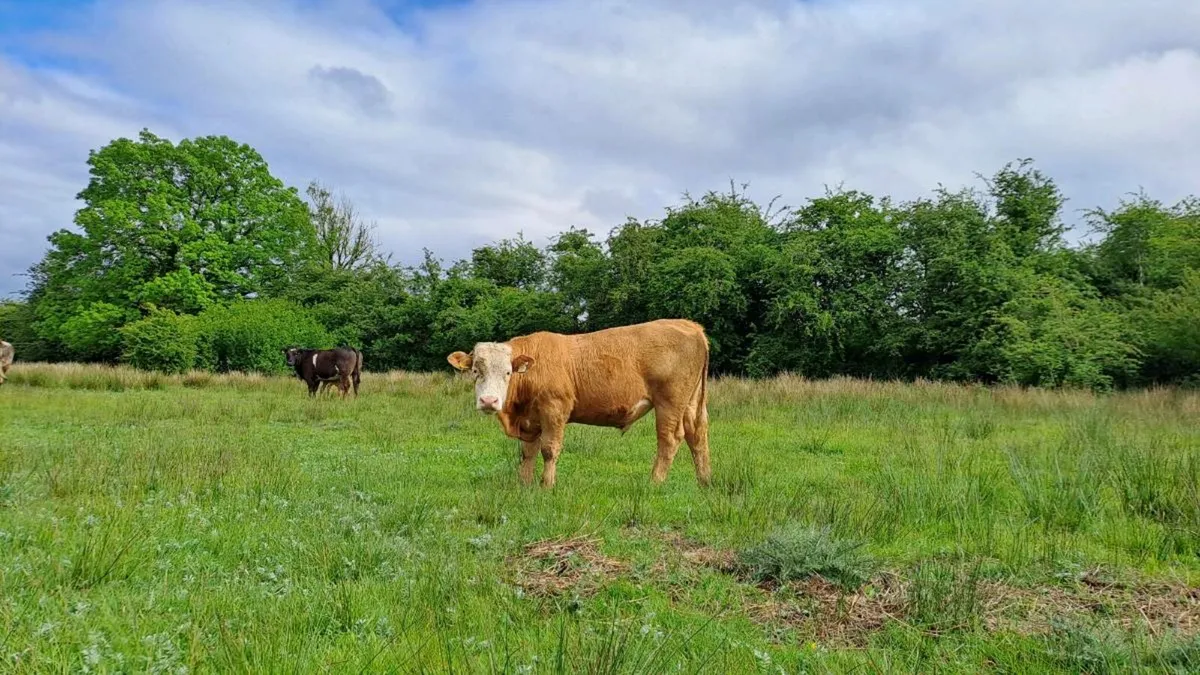Organic cattle Elphin Mart - Image 4