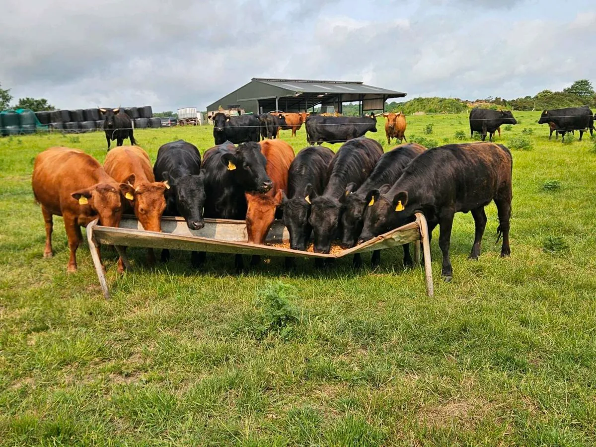 Pedigree Dexter Heifers - Image 1