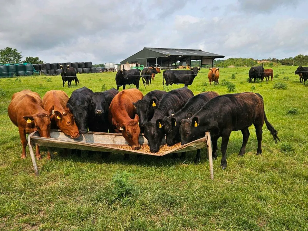 Pedigree Dexter Heifers - Image 2