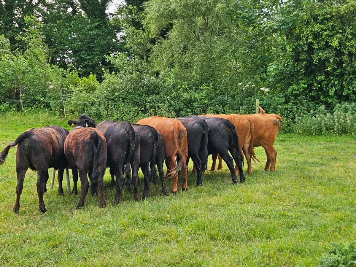 Pedigree Dexter Heifers - Image 3