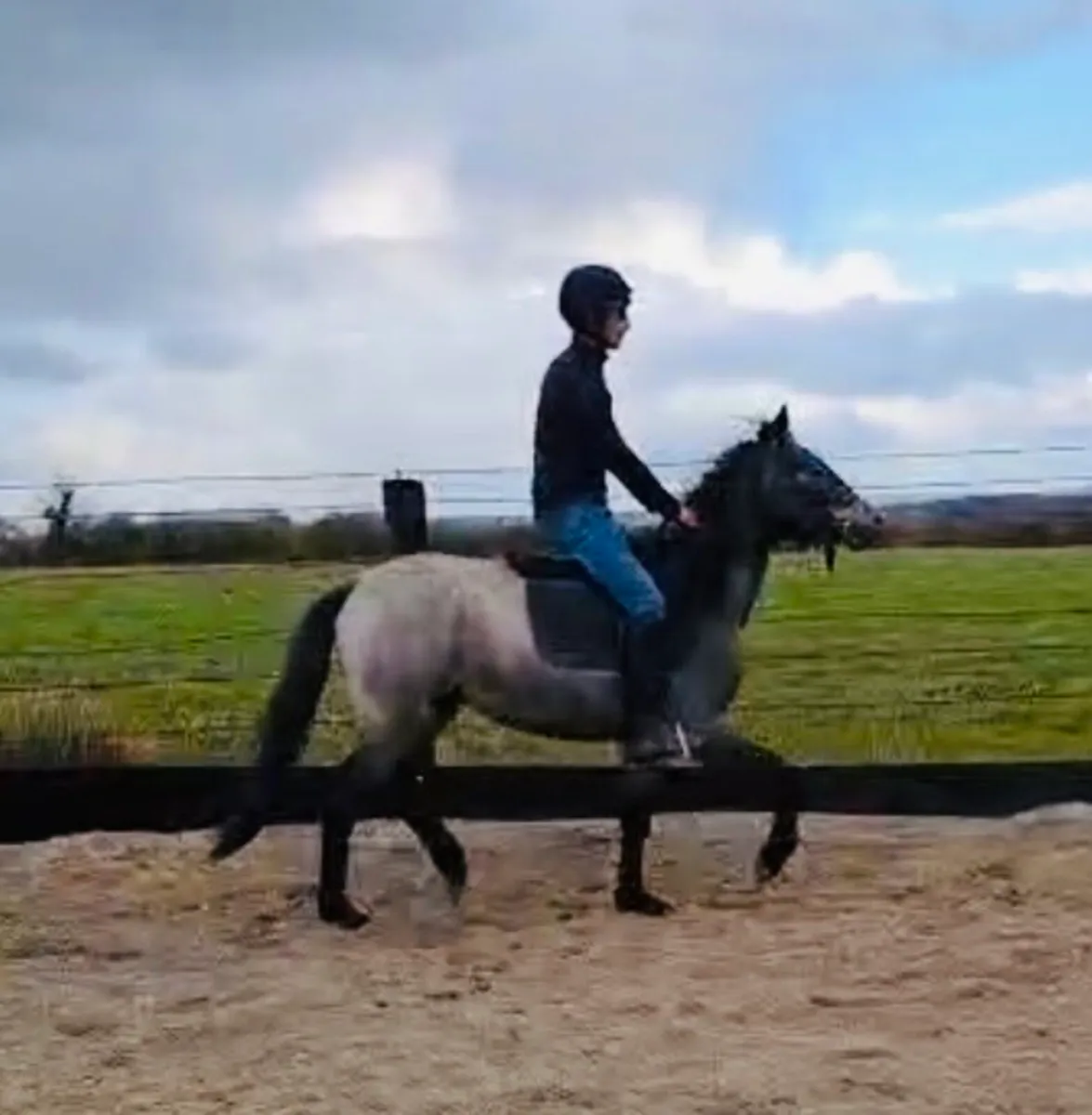 Connemara 3 year old Gelding - Image 1