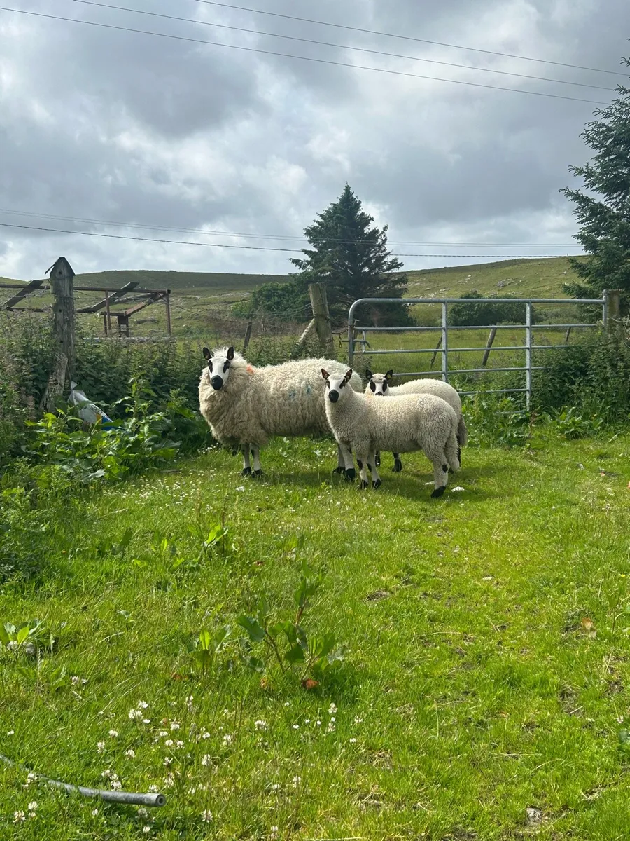 2 Kerry hill ewes and twins at foot - Image 1