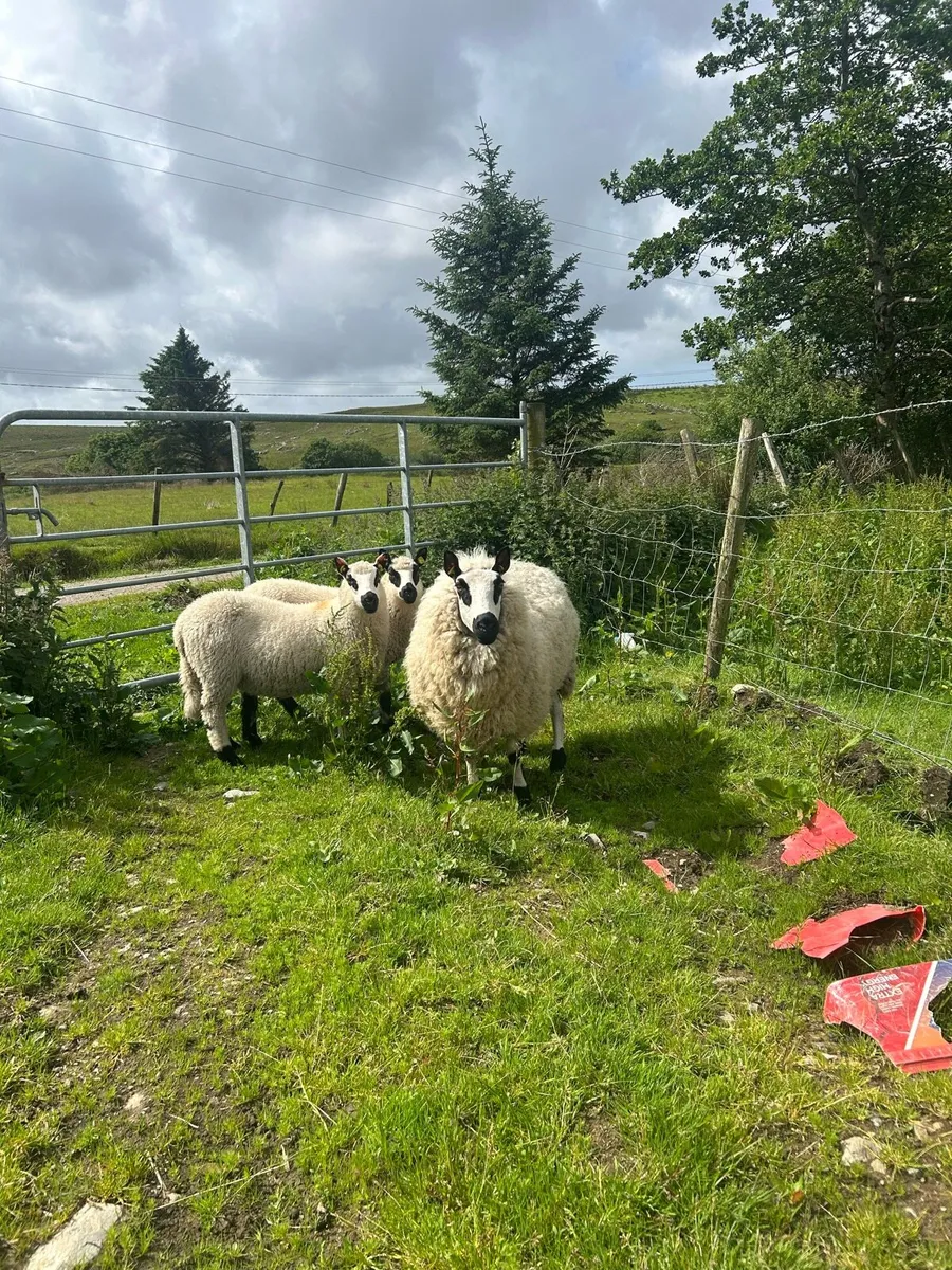 2 Kerry hill ewes and twins at foot - Image 2