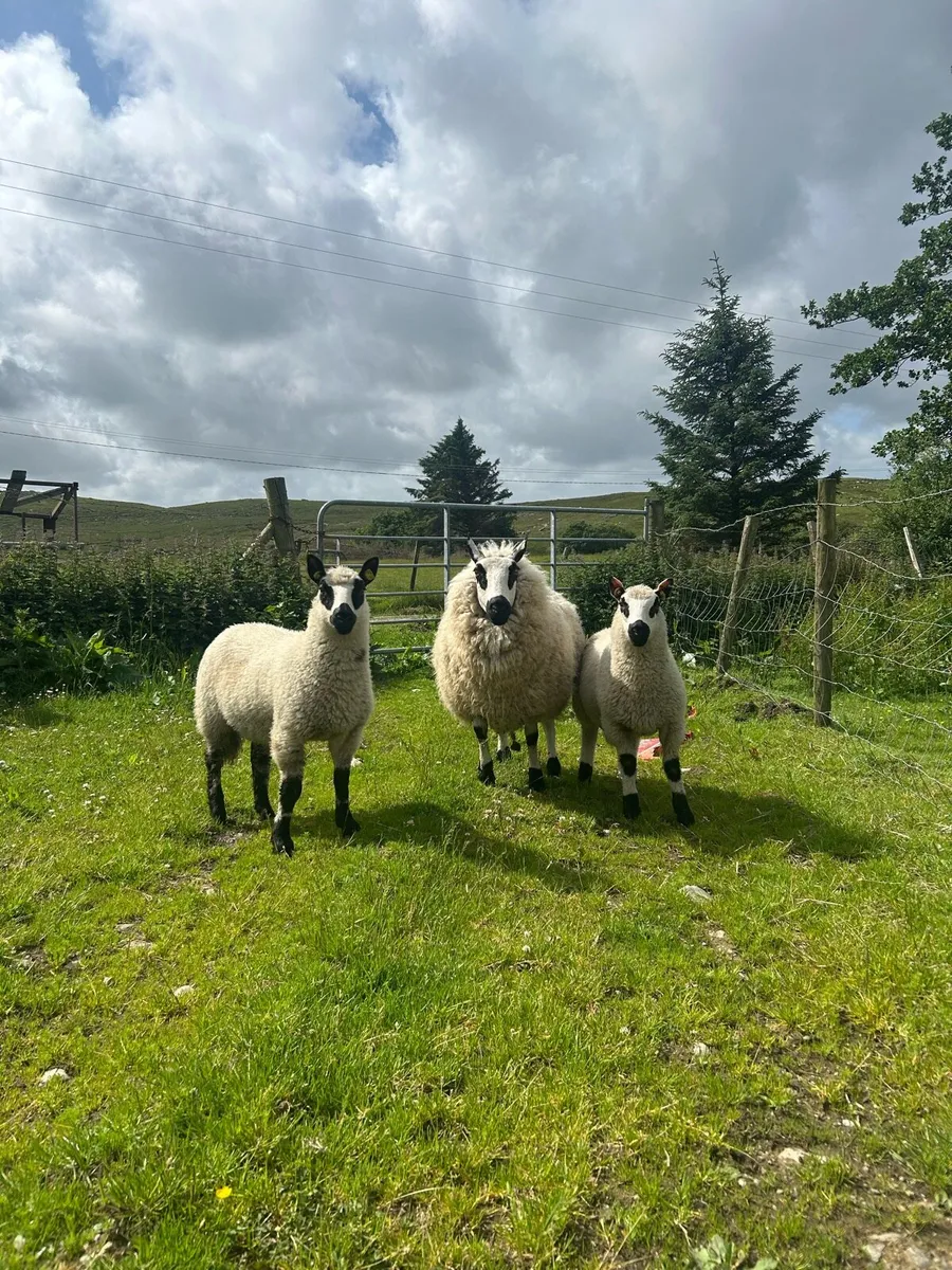 2 Kerry hill ewes and twins at foot - Image 3
