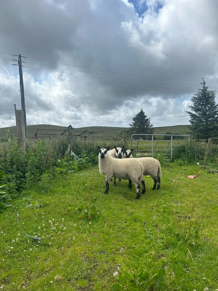 2 Kerry hill ewes and twins at foot - Image 4