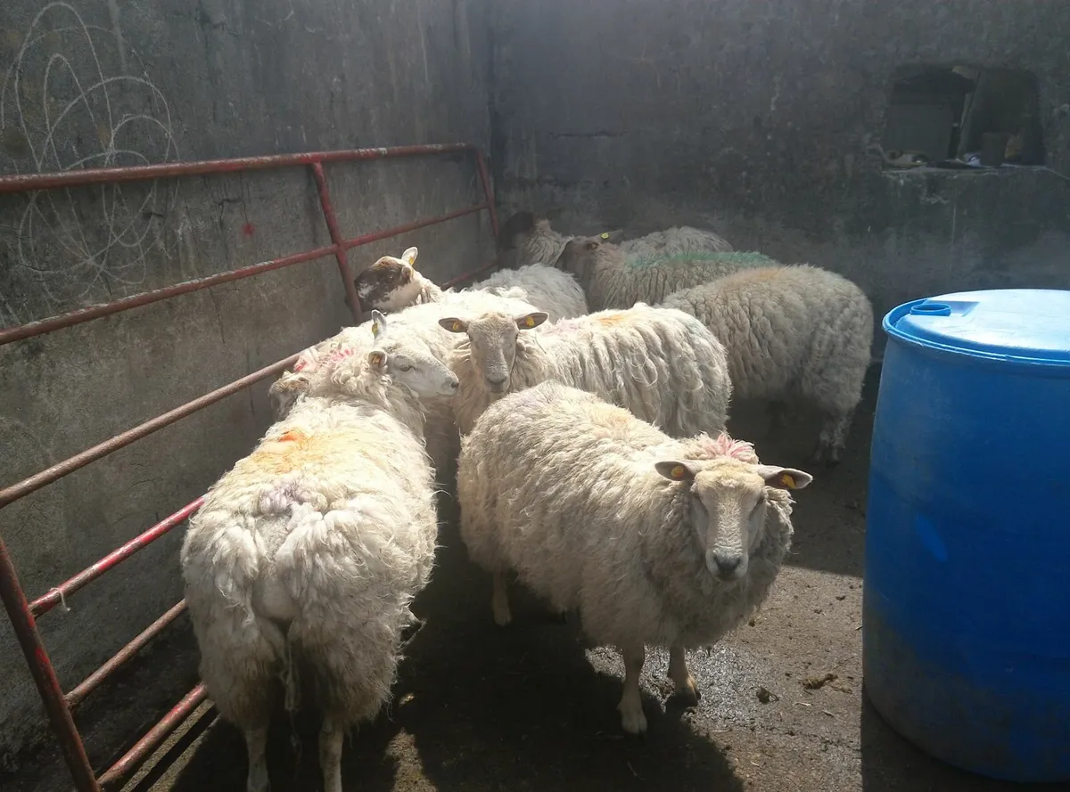 Sheep - Image 2
