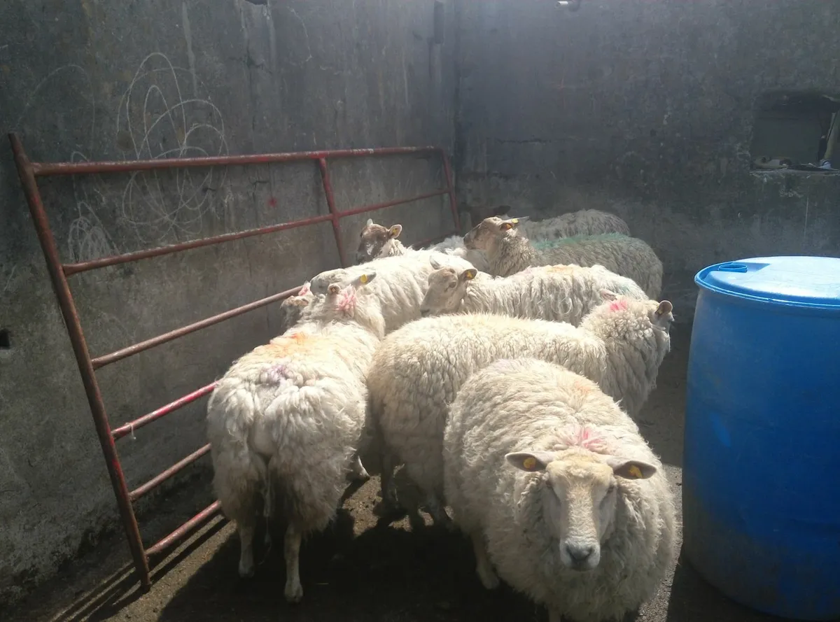 Sheep - Image 1