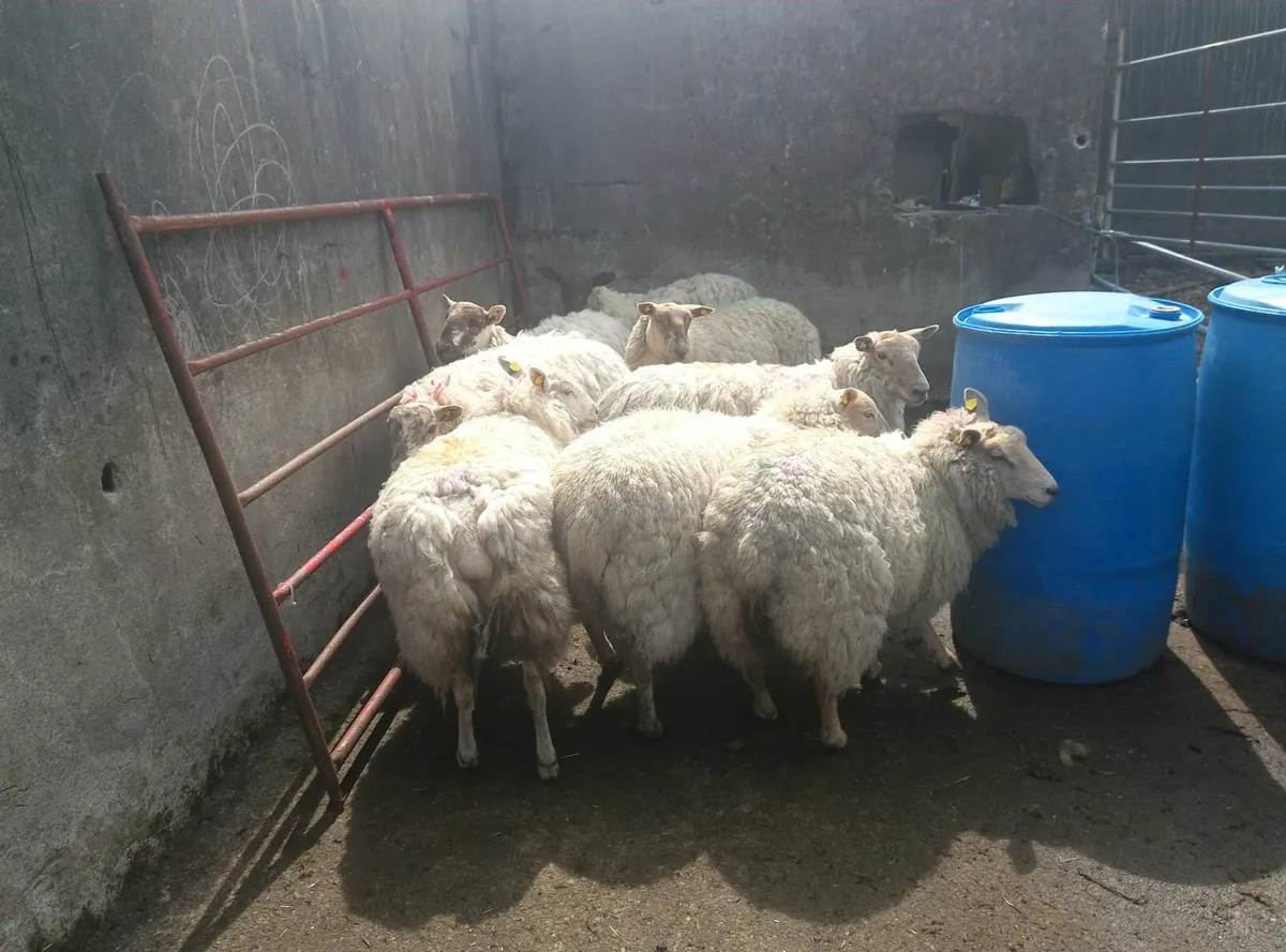 Sheep - Image 3
