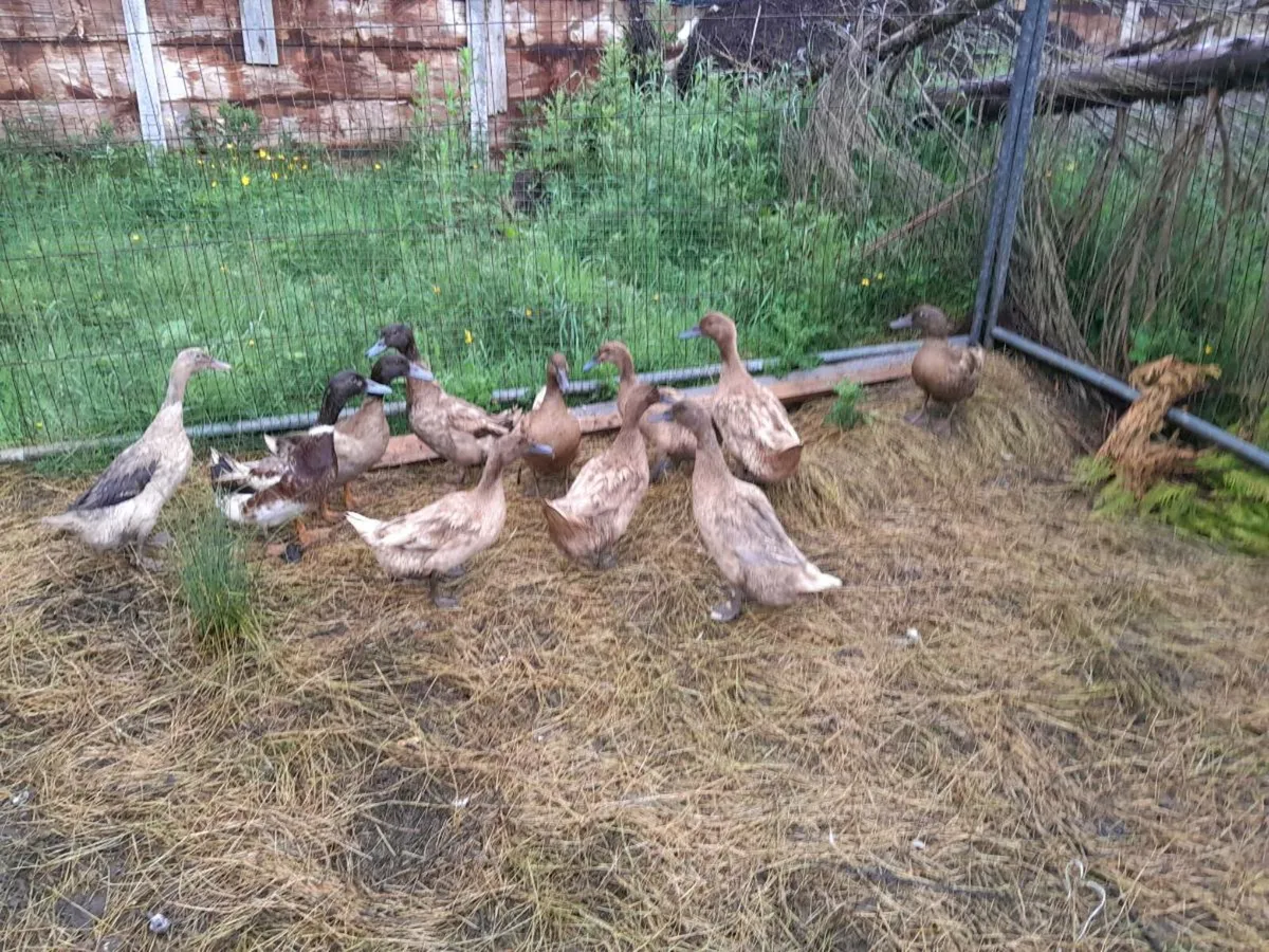 Duck eggs - Image 1