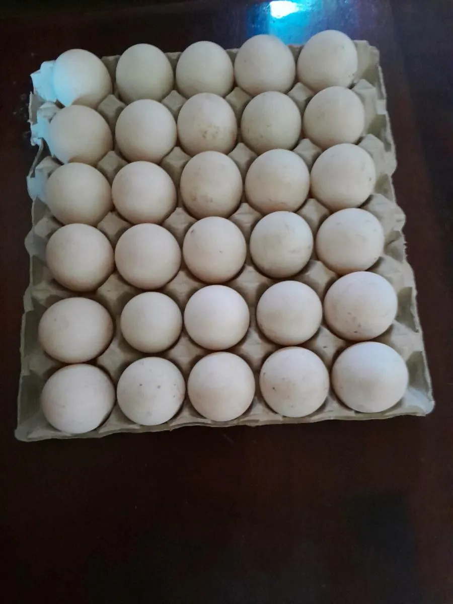 Duck eggs - Image 2