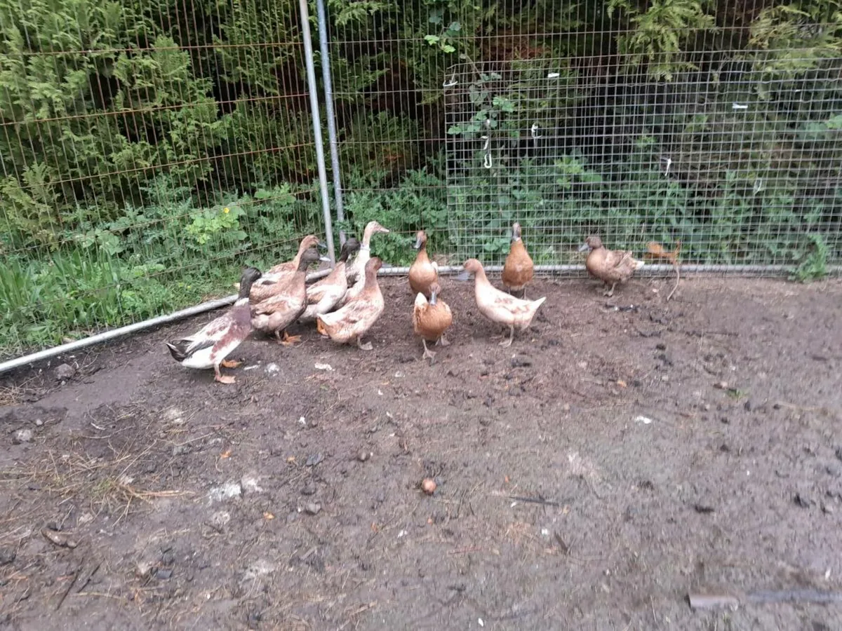 Duck eggs - Image 3