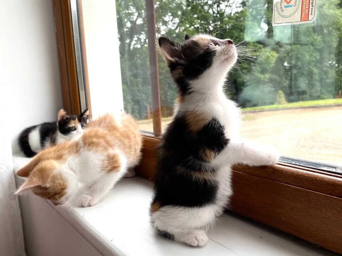 kittens - Image 2