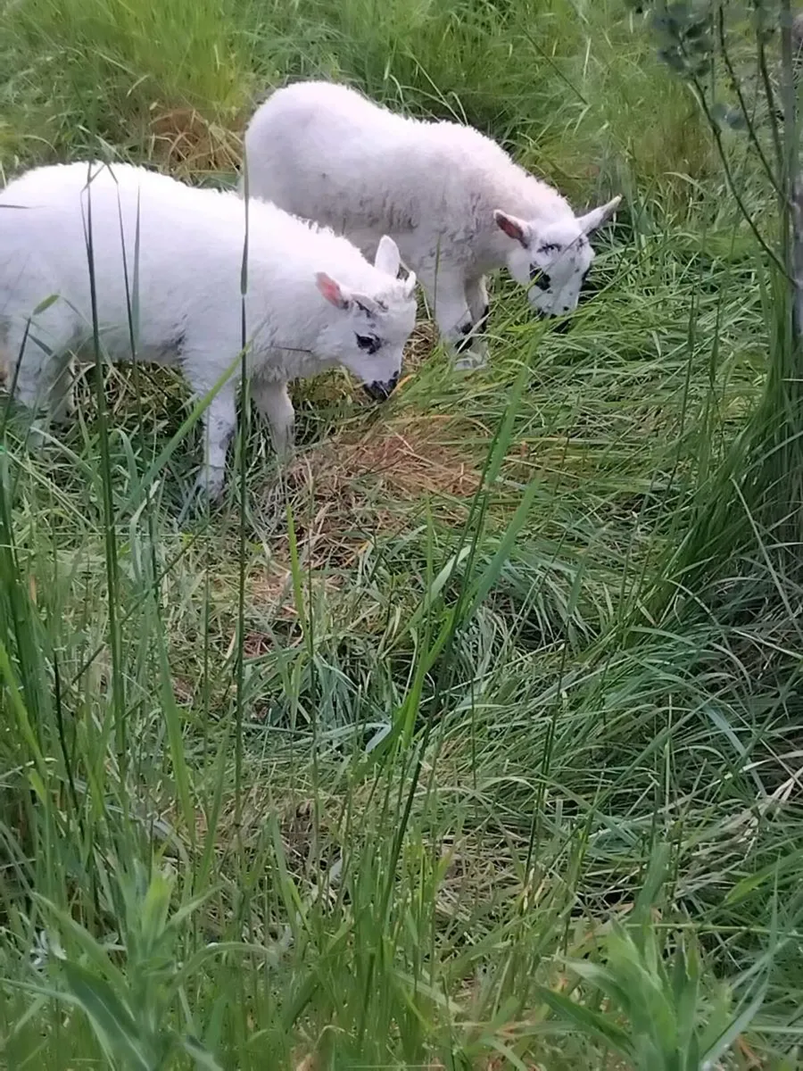 Pet lambs - Image 1