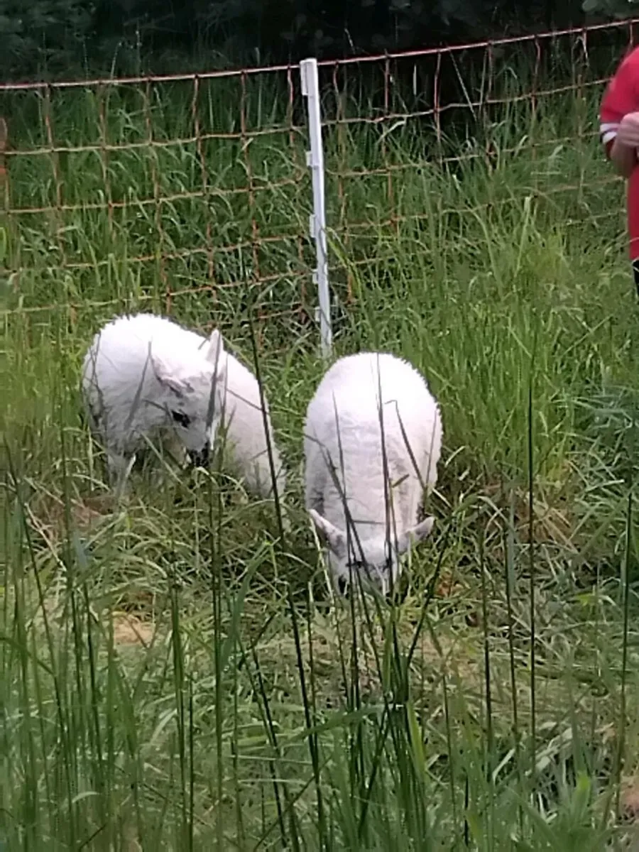 Pet lambs - Image 2