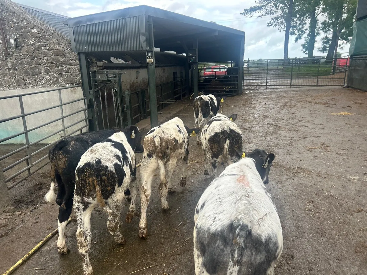 6 super Belgian blue runner bulls - Image 1
