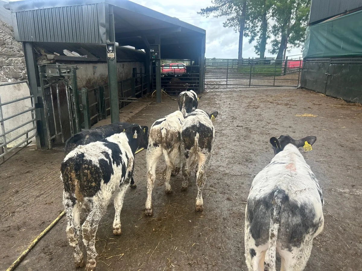6 super Belgian blue runner bulls - Image 2