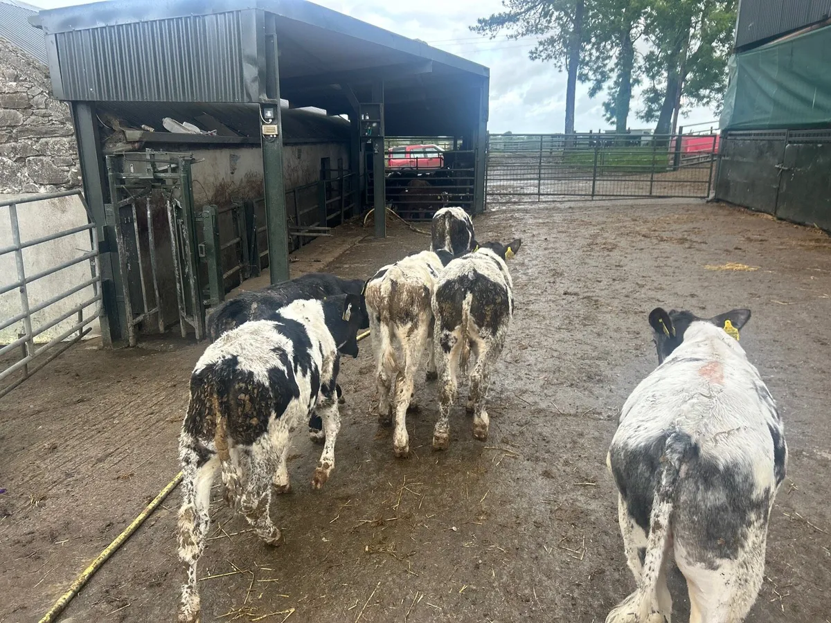 6 super Belgian blue runner bulls - Image 3