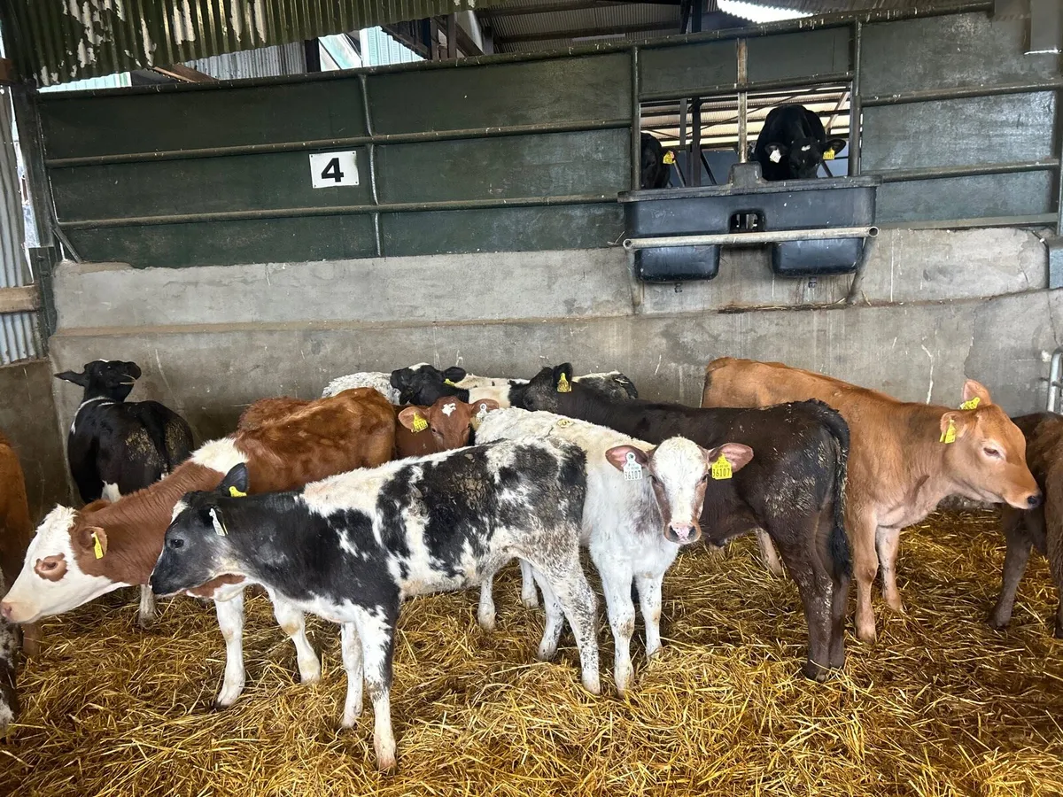 15 super  continental heifer weanlings - Image 2