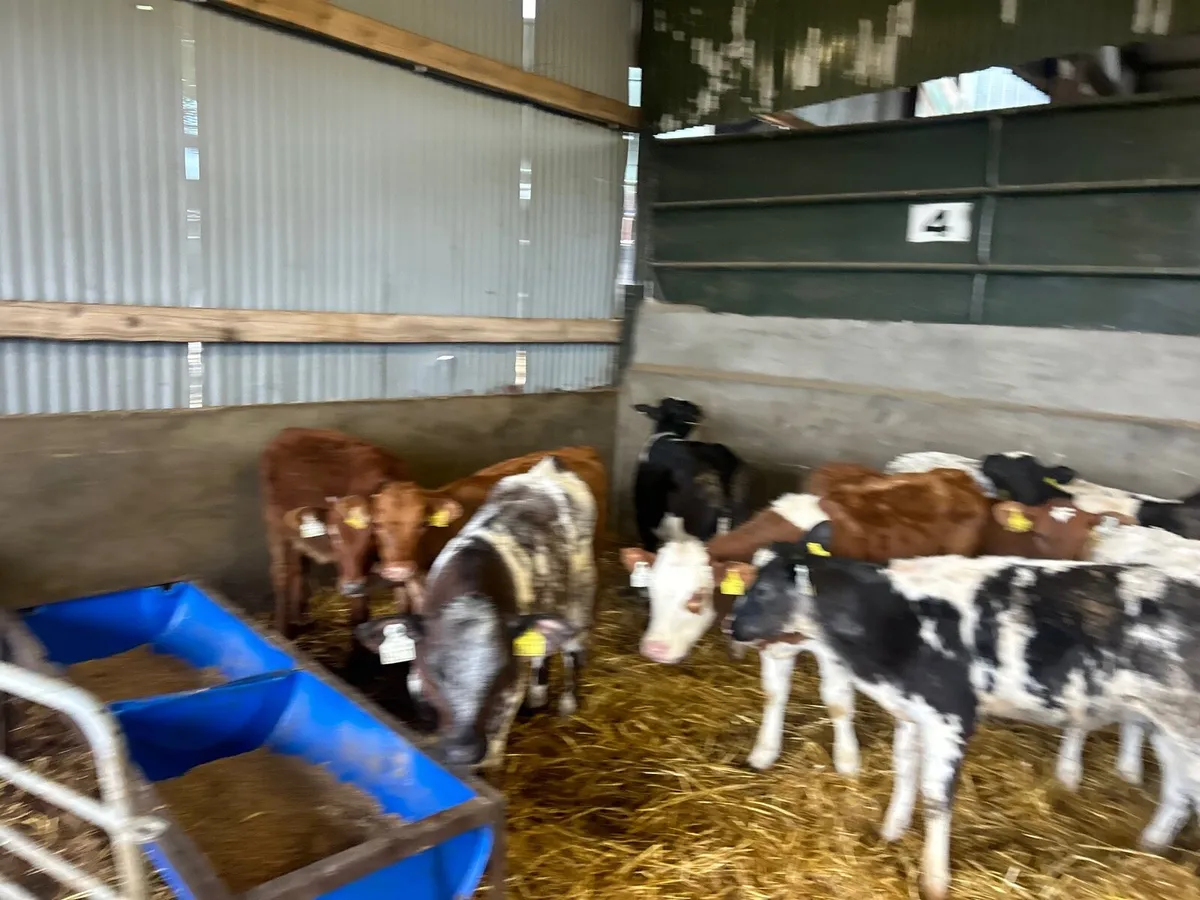 15 super  continental heifer weanlings - Image 3