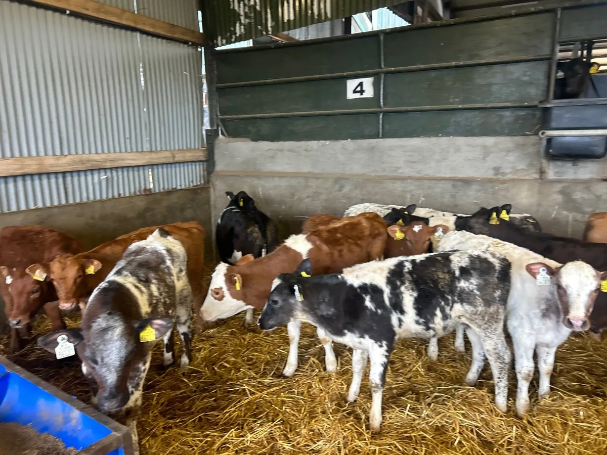 15 super  continental heifer weanlings - Image 4