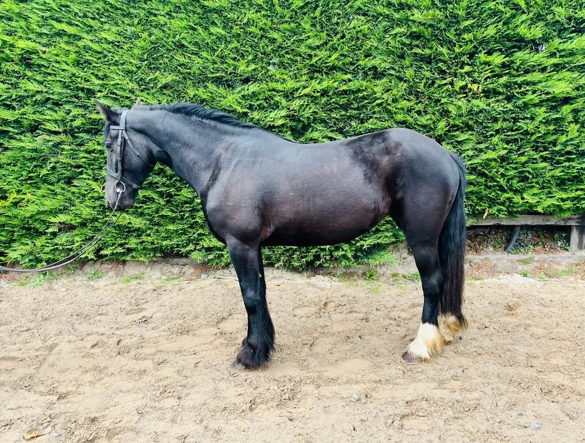 Riding Mare Cob