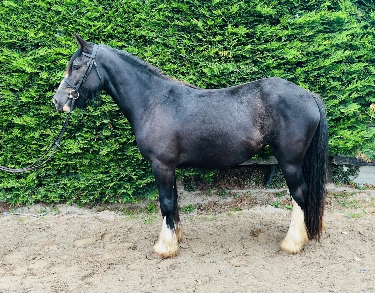Quality Riding Cob