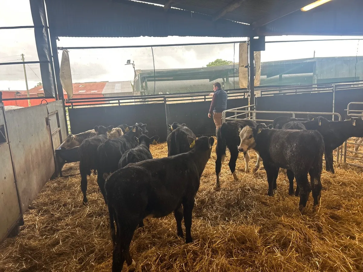 15 super  Angus and Hereford runner heifers - Image 1
