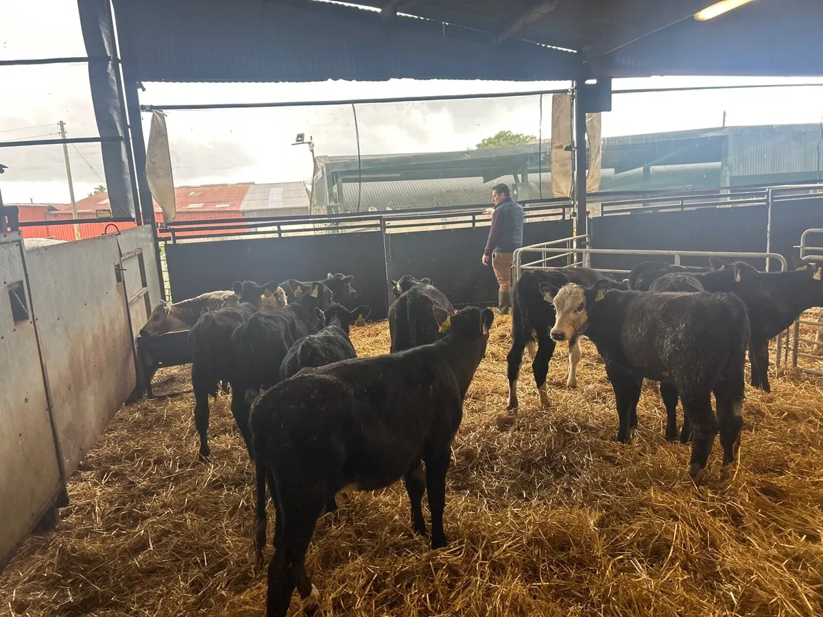 15 super  Angus and Hereford runner heifers - Image 2