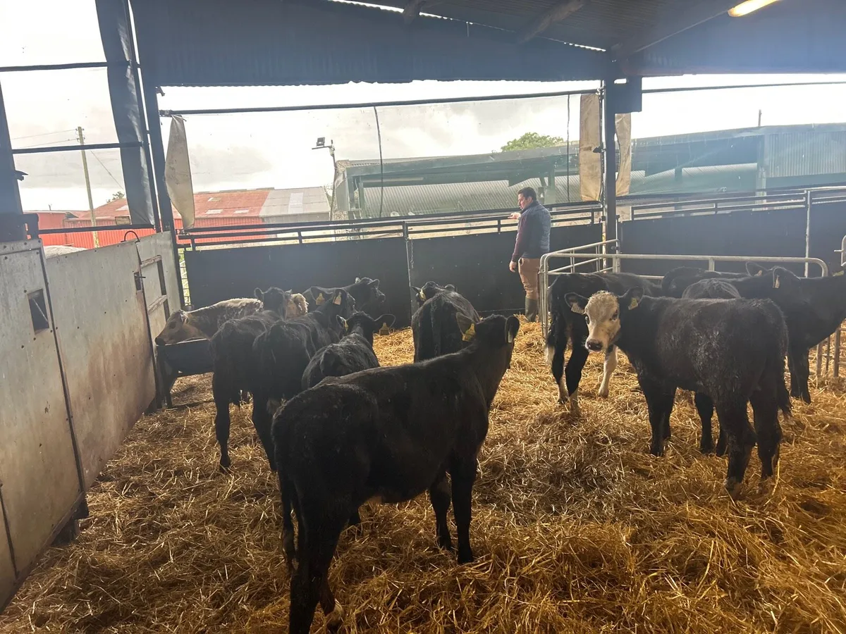 15 super  Angus and Hereford runner heifers - Image 3