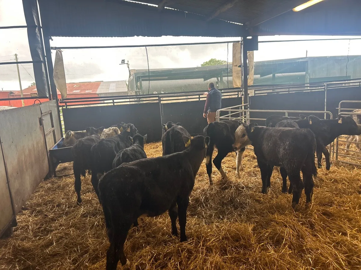 15 super  Angus and Hereford runner heifers - Image 4