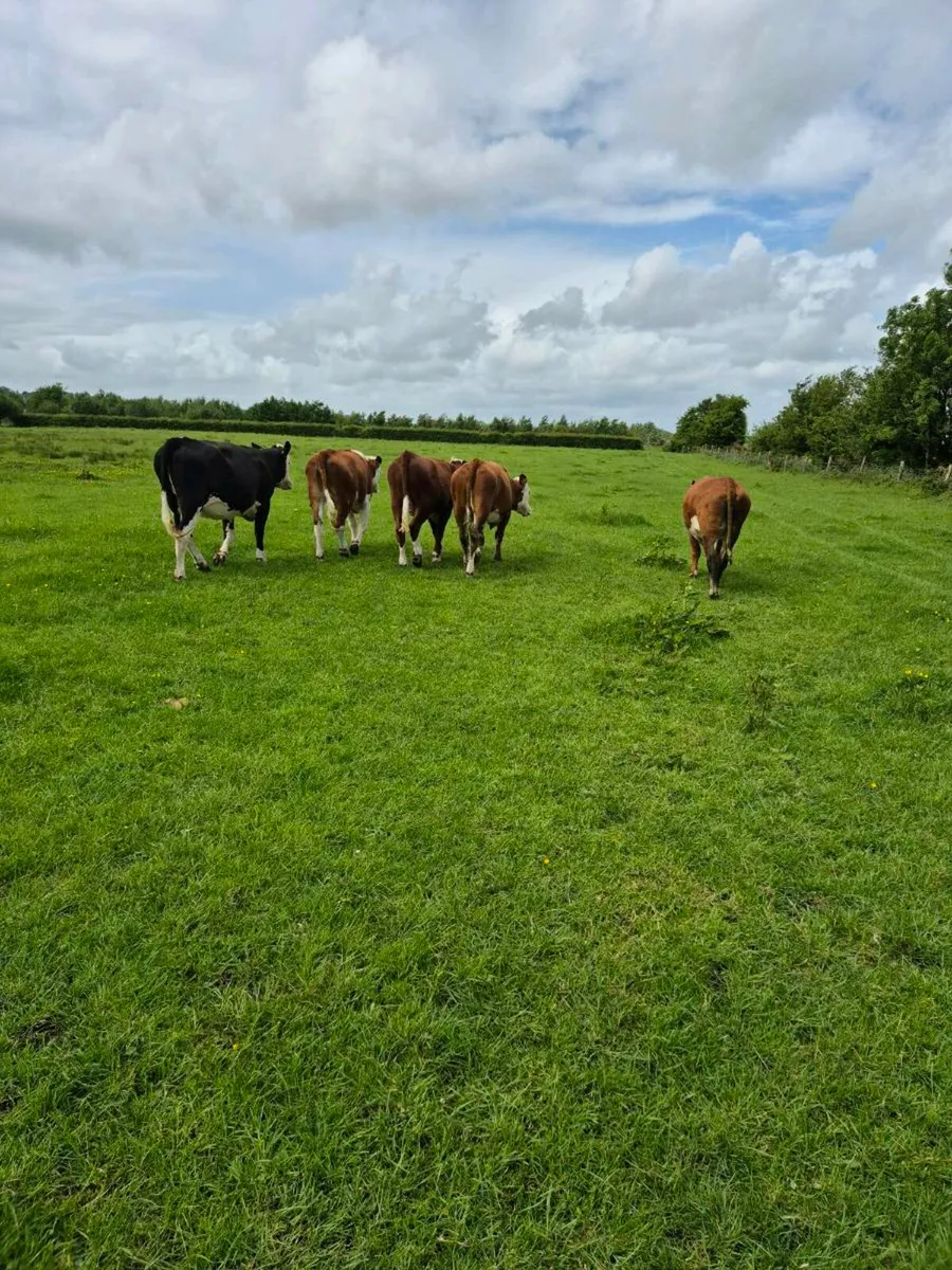 Heifers - Image 1