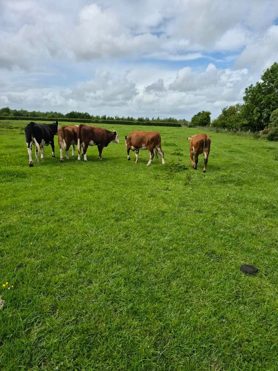Heifers - Image 2