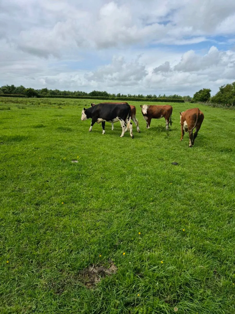 Heifers - Image 3