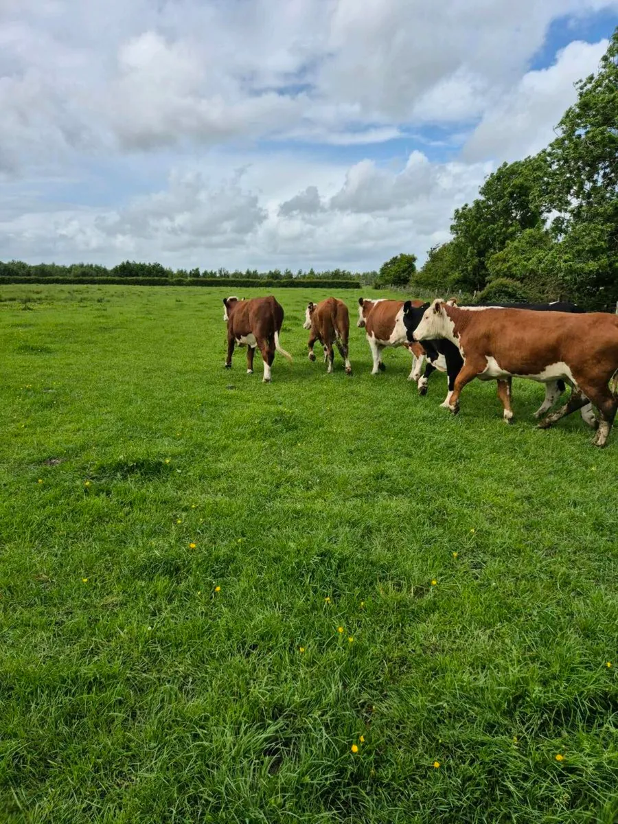 Heifers - Image 4