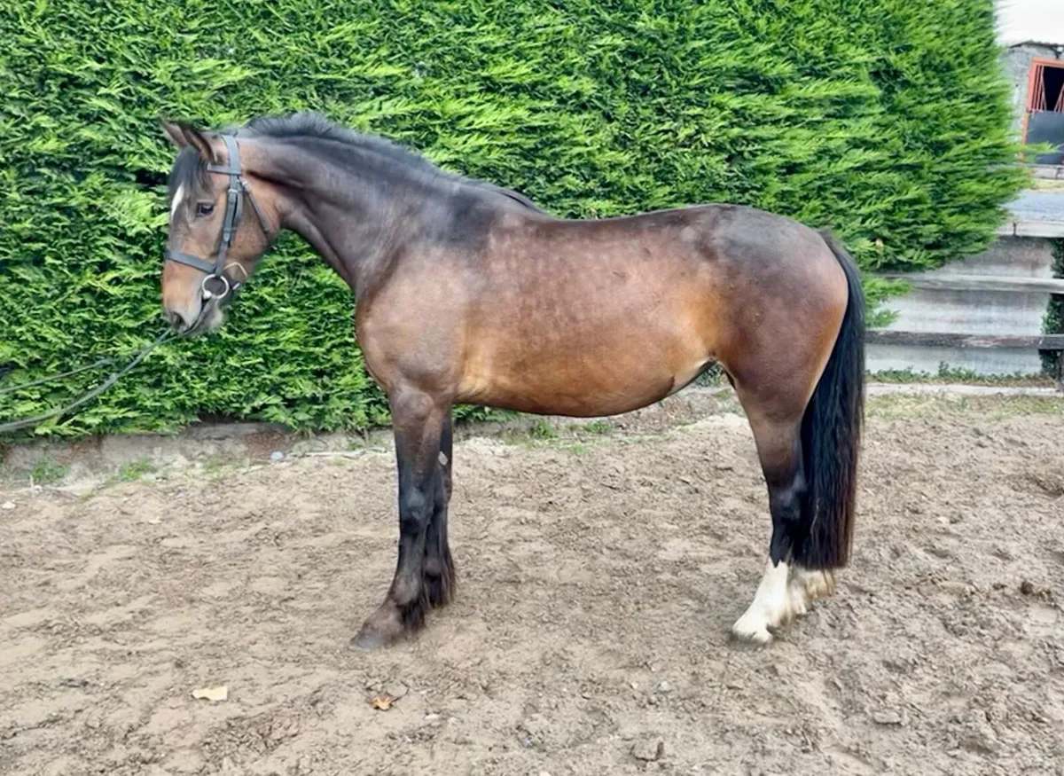 Quality Mare - Broken & Riding