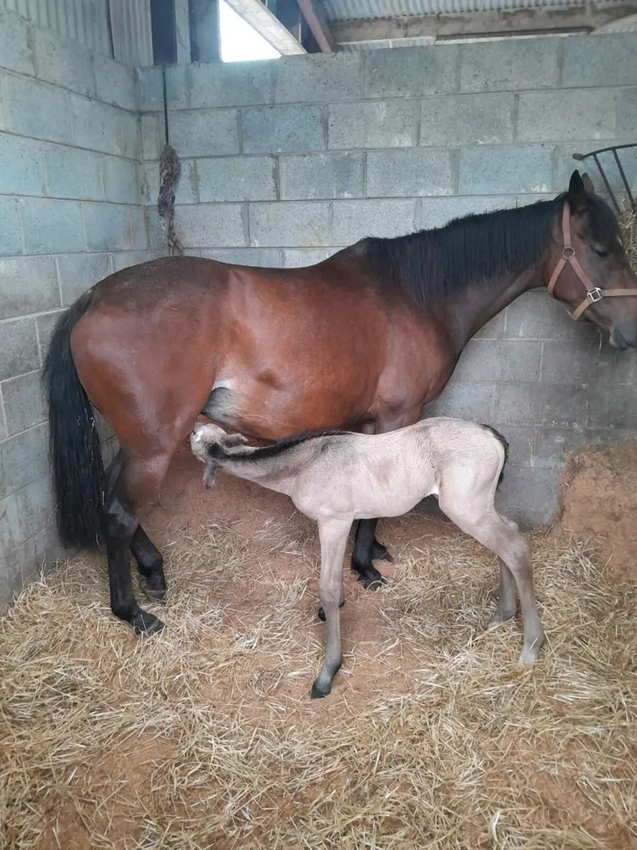 Broodmare - Image 1
