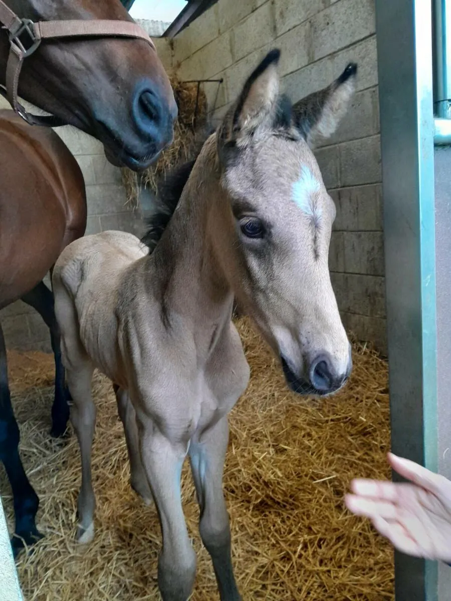 Broodmare - Image 3
