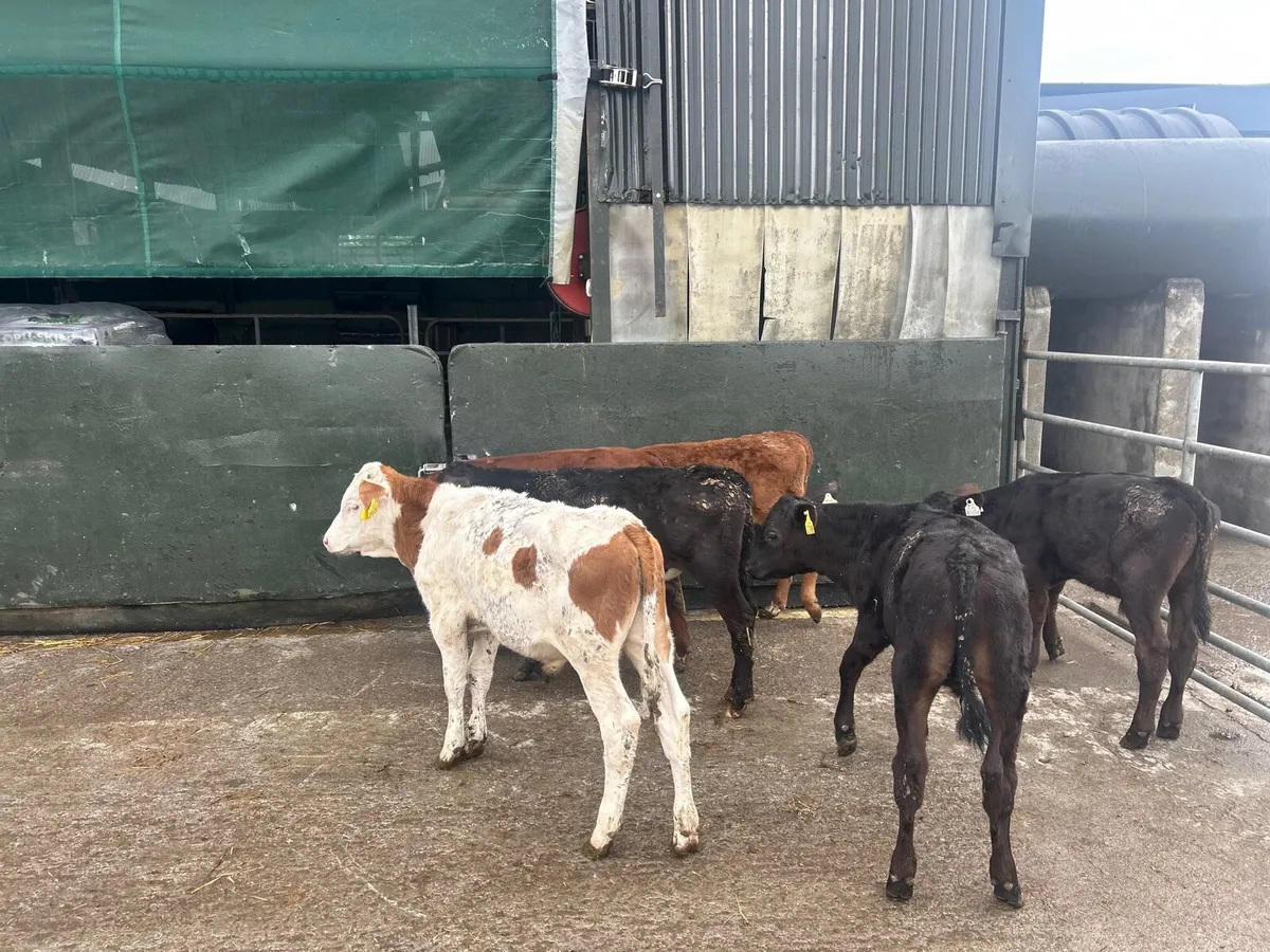 8 super  Angus  and Hereford  bulls - Image 2