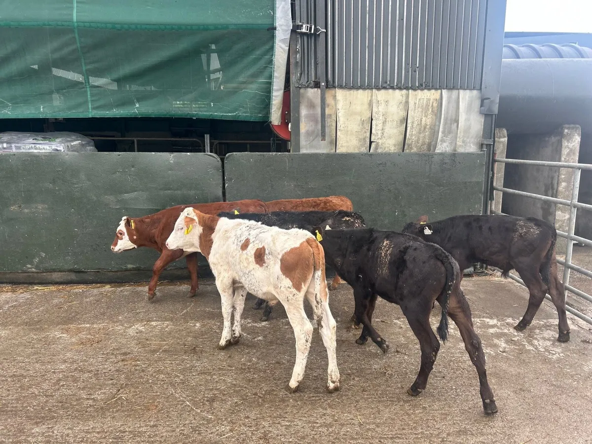 8 super  Angus  and Hereford  bulls - Image 3