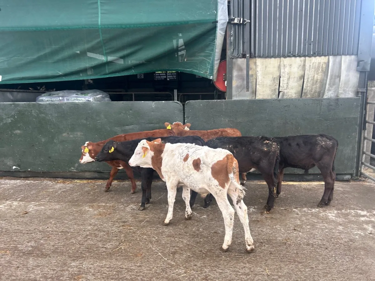 8 super  Angus  and Hereford  bulls - Image 4
