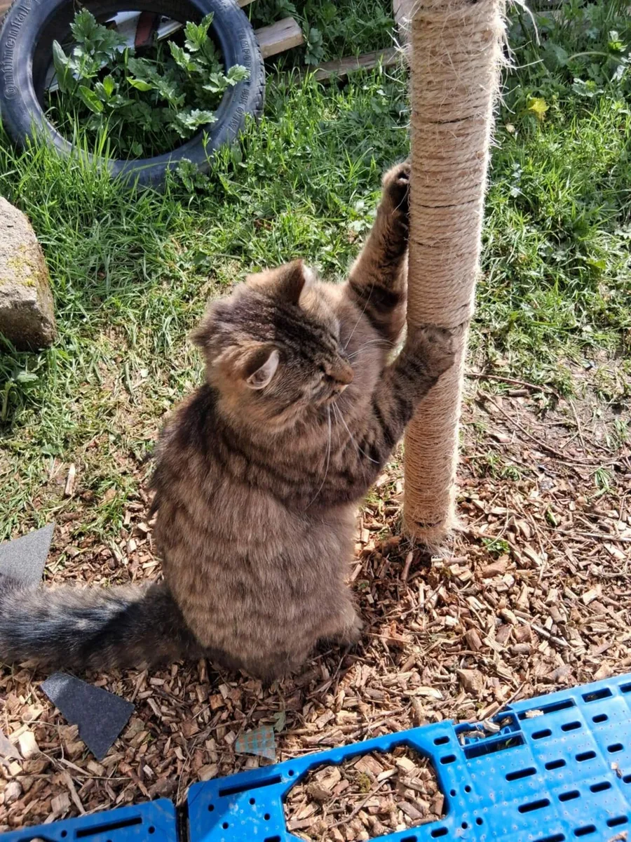 Tigger tabby cat - Image 1