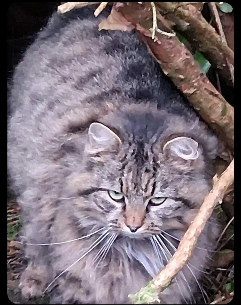 Tigger tabby cat - Image 2