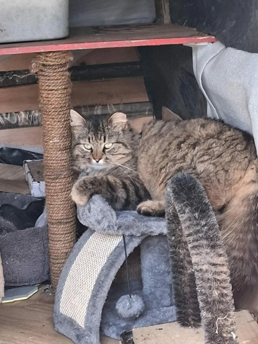 Tigger tabby cat - Image 3