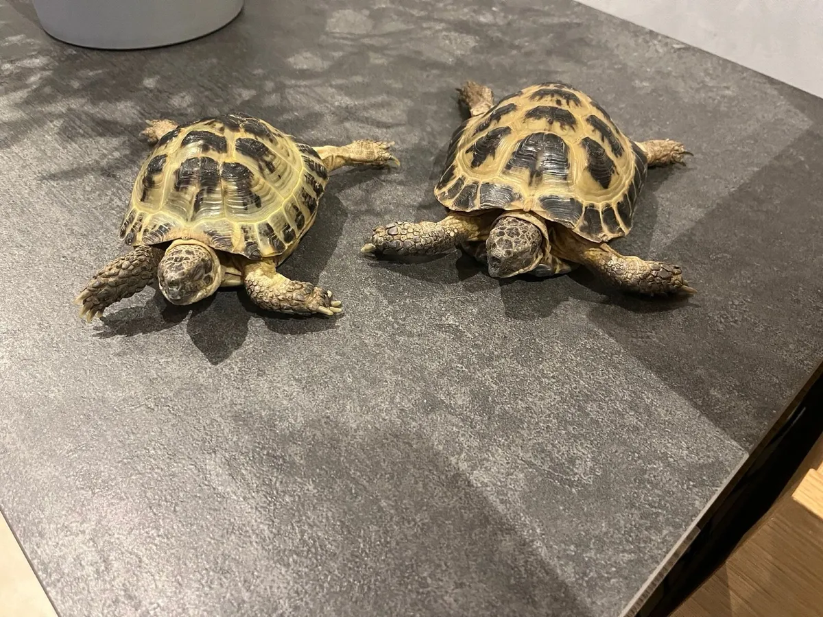 Horsefleld.Tortoises 2 - Image 1