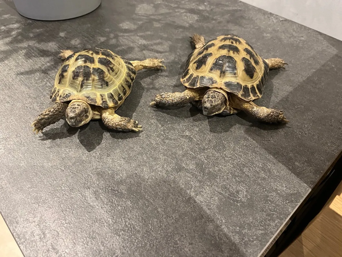 Horsefleld.Tortoises 2 - Image 2