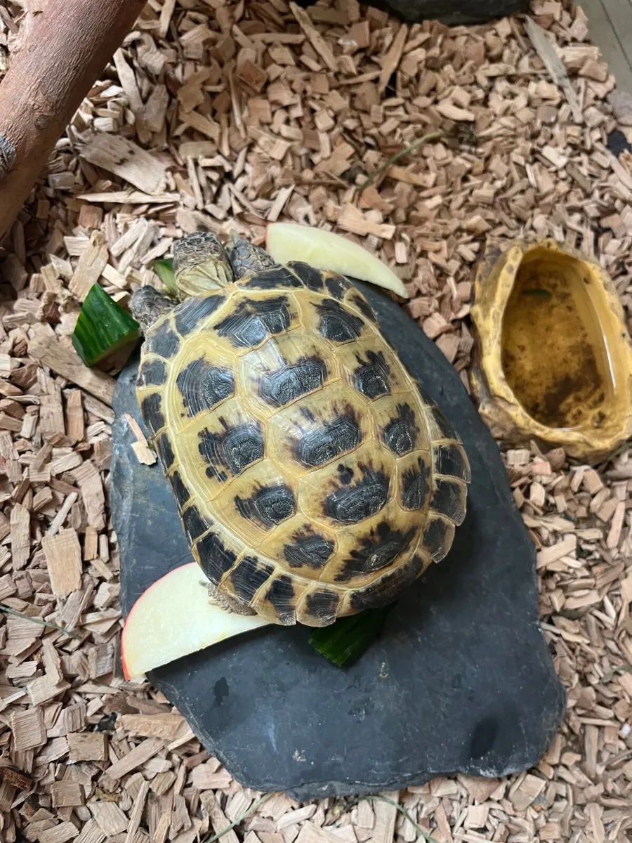 Horsefleld.Tortoises 2 - Image 3