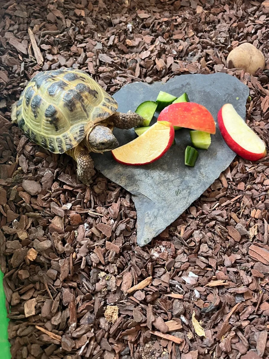 Horsefleld.Tortoises 2 - Image 4