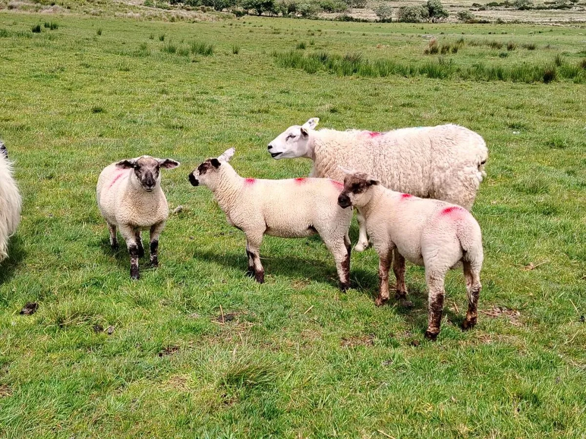 Lambs - Image 3