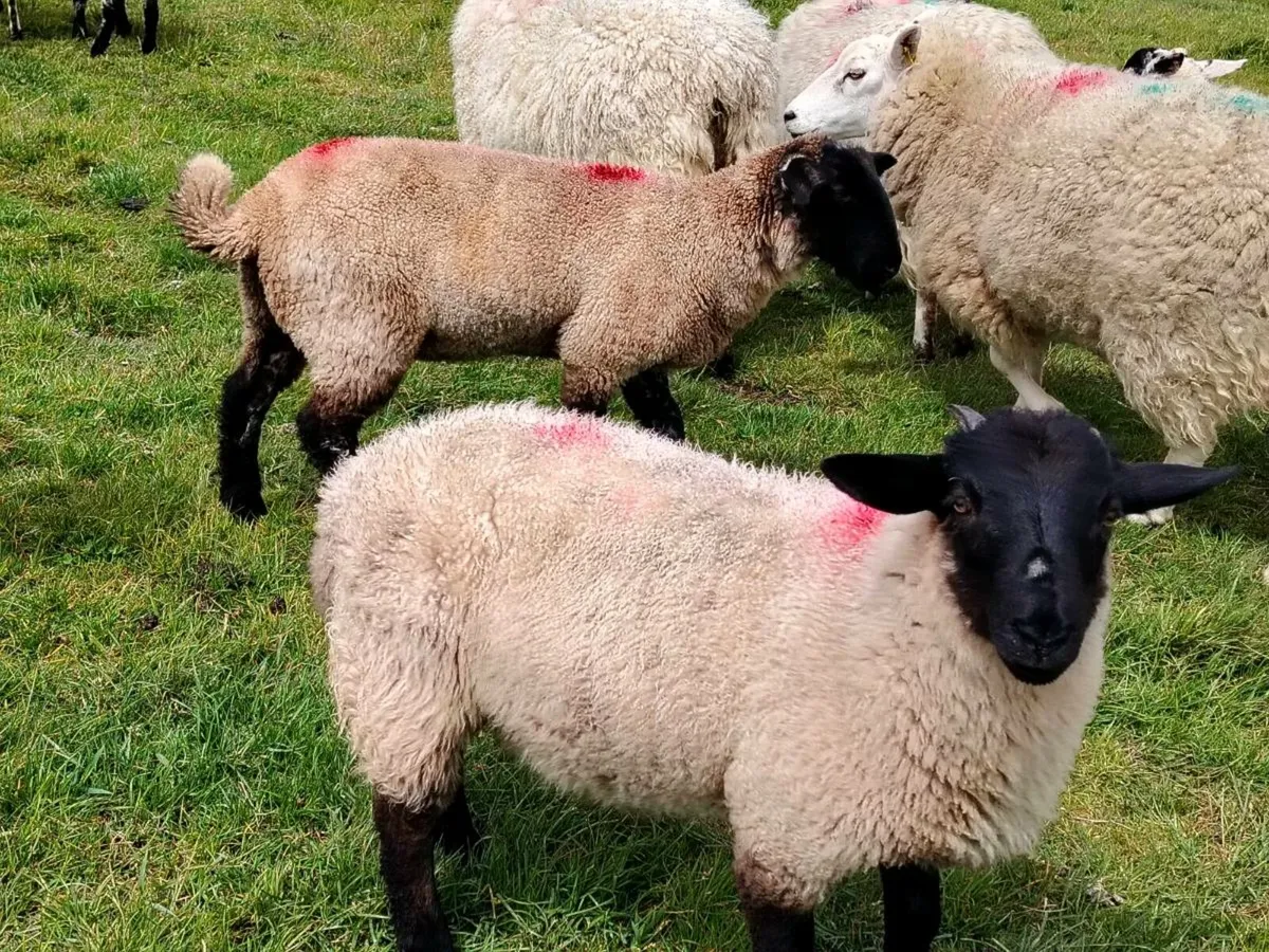 Lambs - Image 4